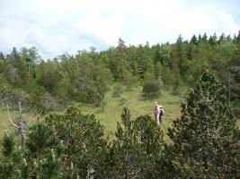 Blick auf das Hochmoor im Torfstich Feldern